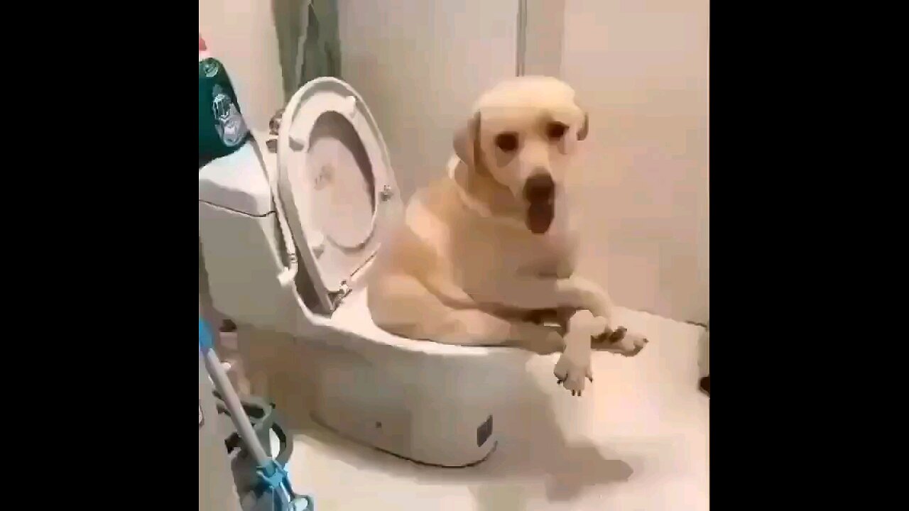 Have you ever seen a dog on the toilet sit? you have to see this