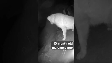 Farm surveillance. 10 month maremma pup learning to guard