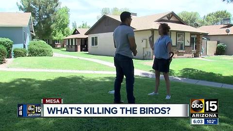 What is killing birds in Mesa?