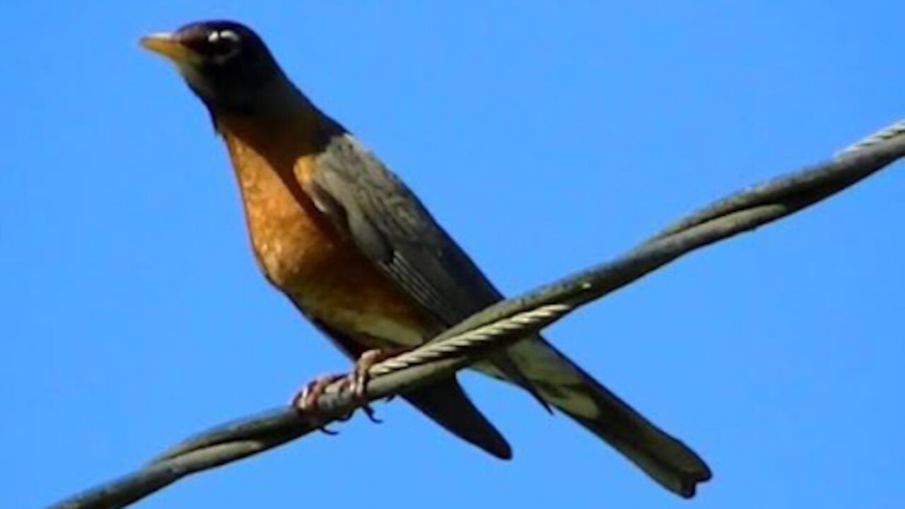 IECV NV #350 - 🐤 American Robin In The Weeping Willow Tree And On The Wire 5-25-2017