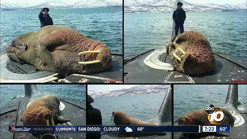 Pictures show walrus sleeping on sub?