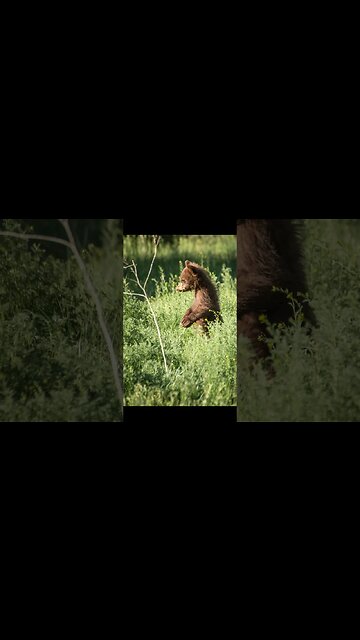 Wildlife Photography Images #Shorts #wildlifephotography