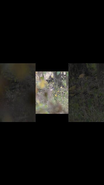 When You Finally See a Buck | In the Field #deerhunting