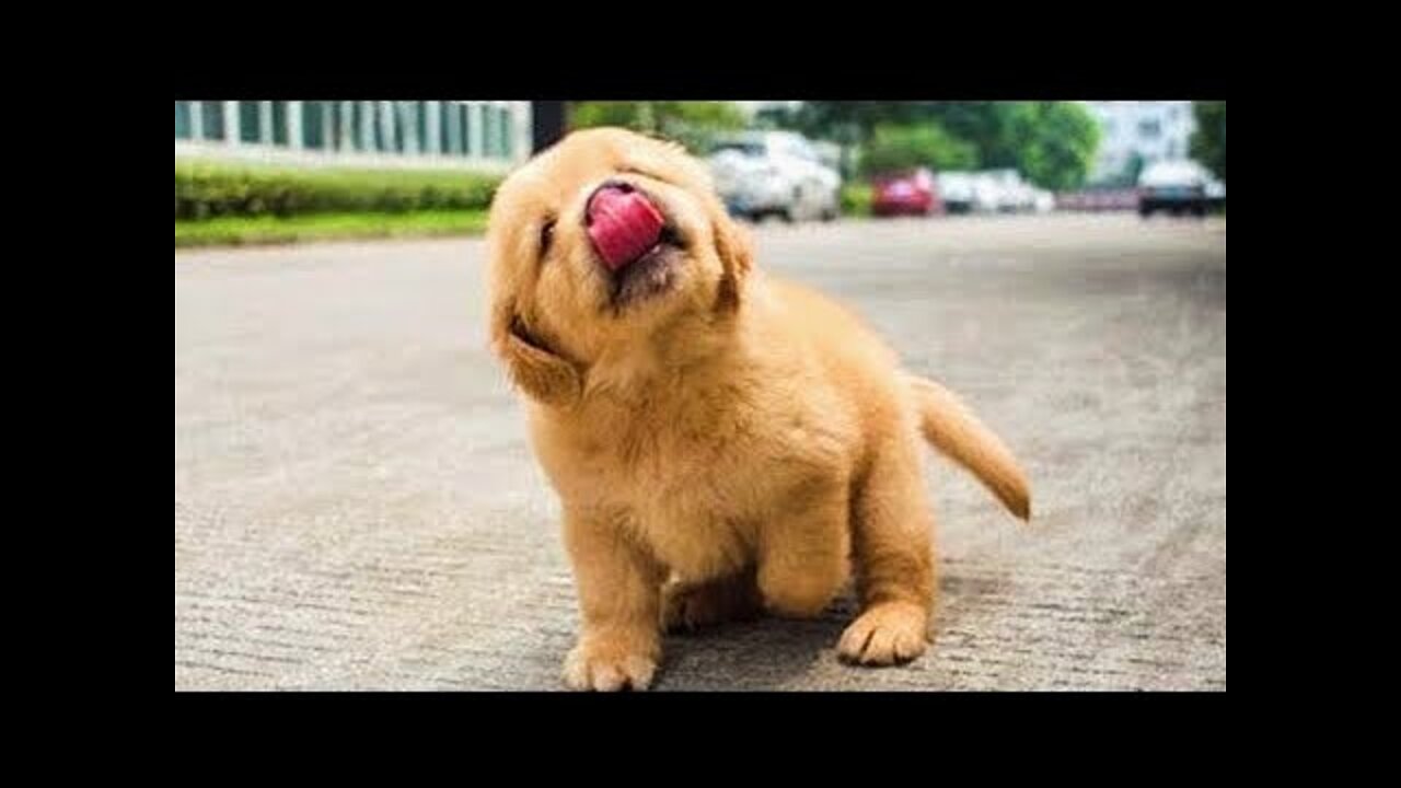 AWW Animals SOO Cute 🔴 Cute baby animals Videos Compilation cute moment of the animals #3