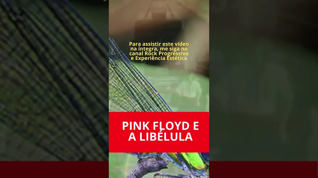 PINK FLOYD E A LIBÉLULA