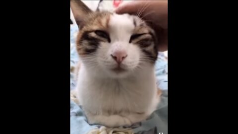 Cute pets and animal funny video