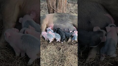 Pig and Piglets in the Forest @UncleTimsFarm #kärnəvór #carnivore #shorts #hereford #pigtalk