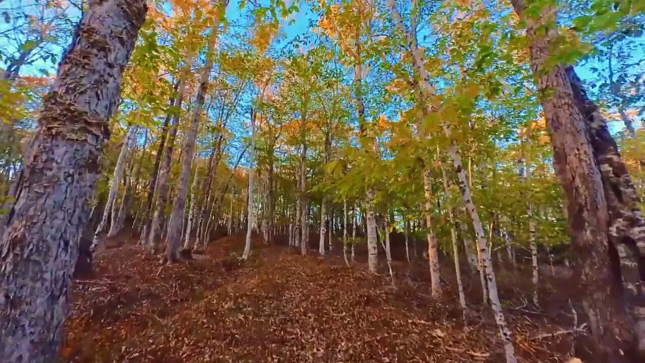 Peaceful Walk in a Colourful Forest