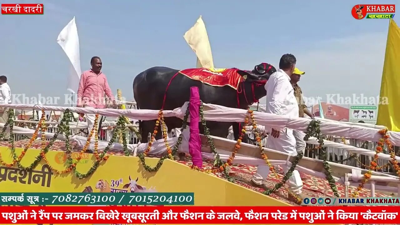 दादरी पशु मेला में रैंप पर जमकर बिखेरे खूबसूरती और फैशन के जलवे, | Charkhi Dadri Pasu Mela