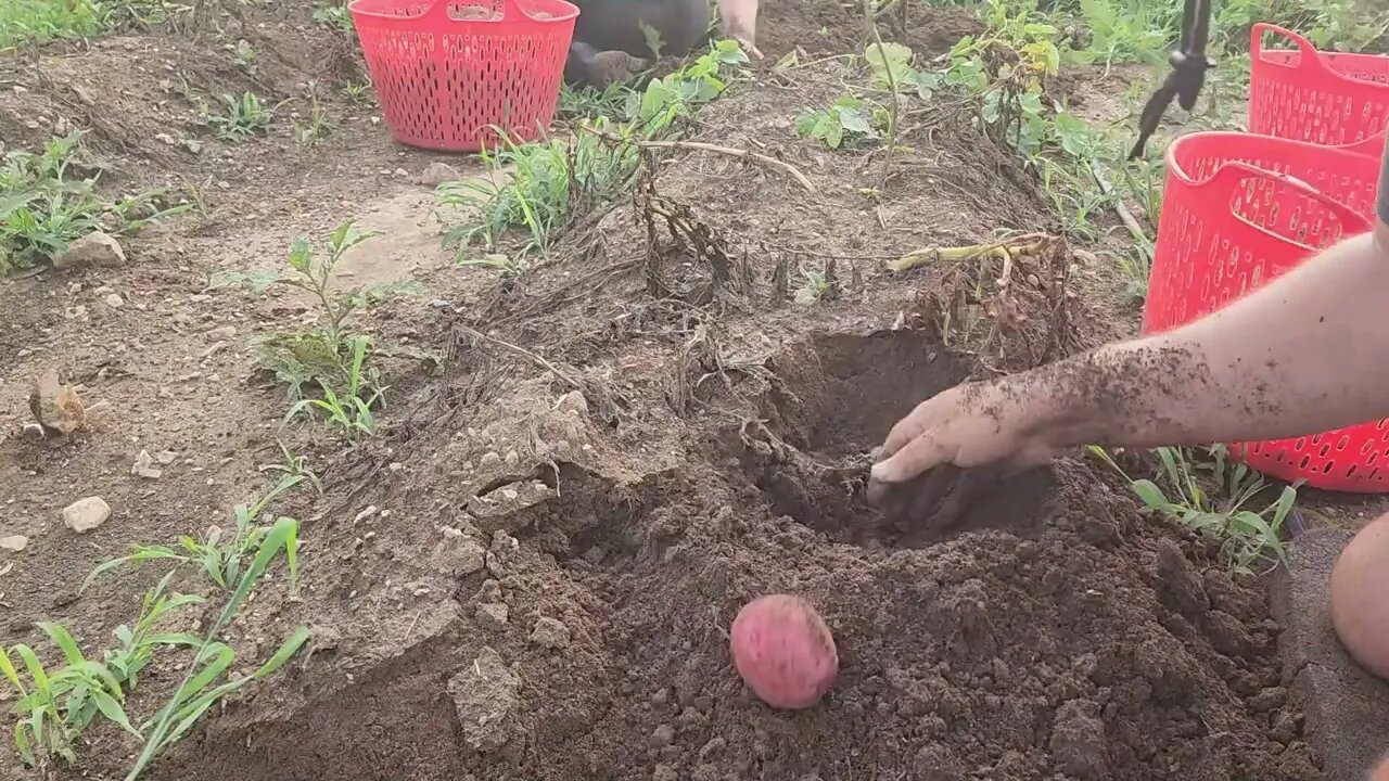 Time to pick potatoes again!