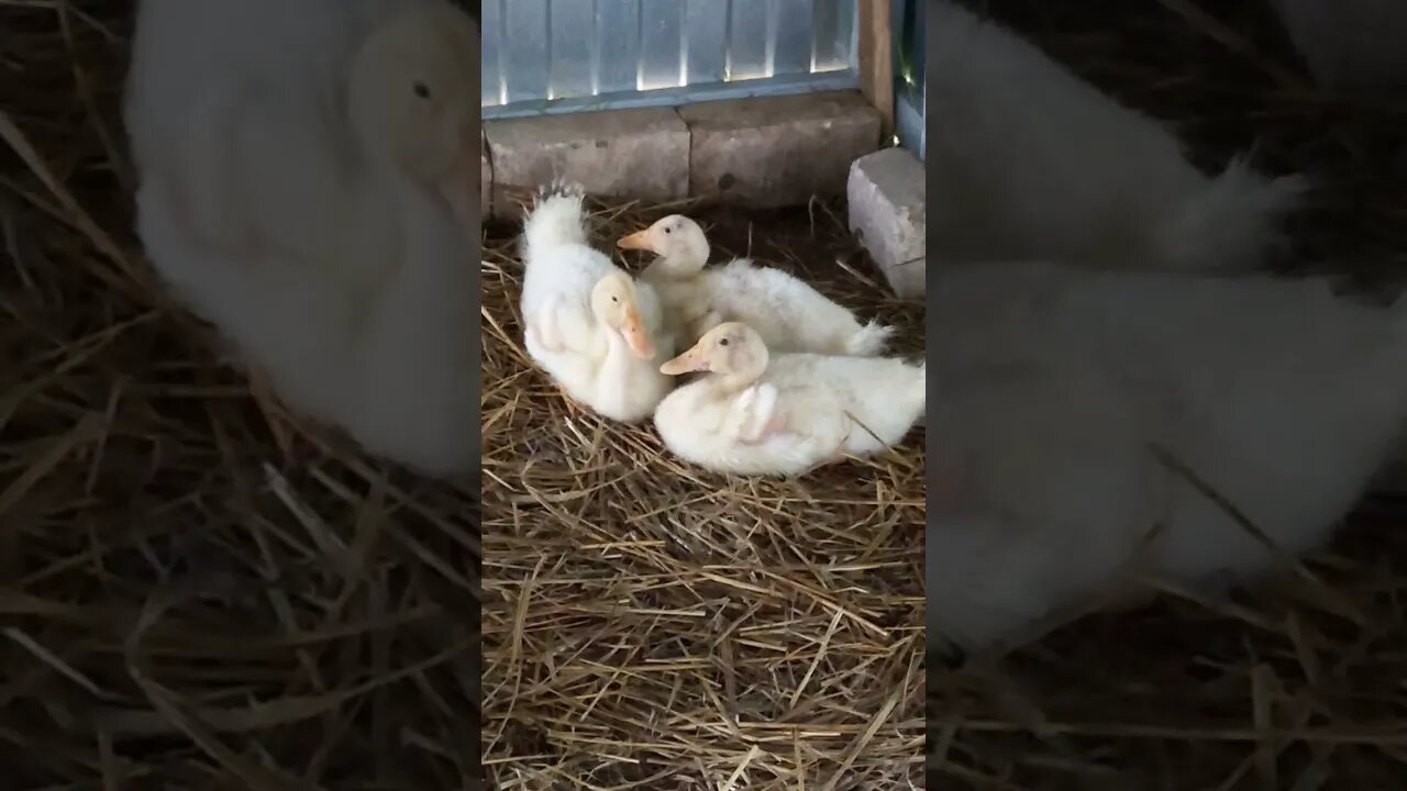 My Ducklings Relaxing after Bugs😁🐞|#farming #food #viral #viralvideo #vlog #blogger #subscribe #like