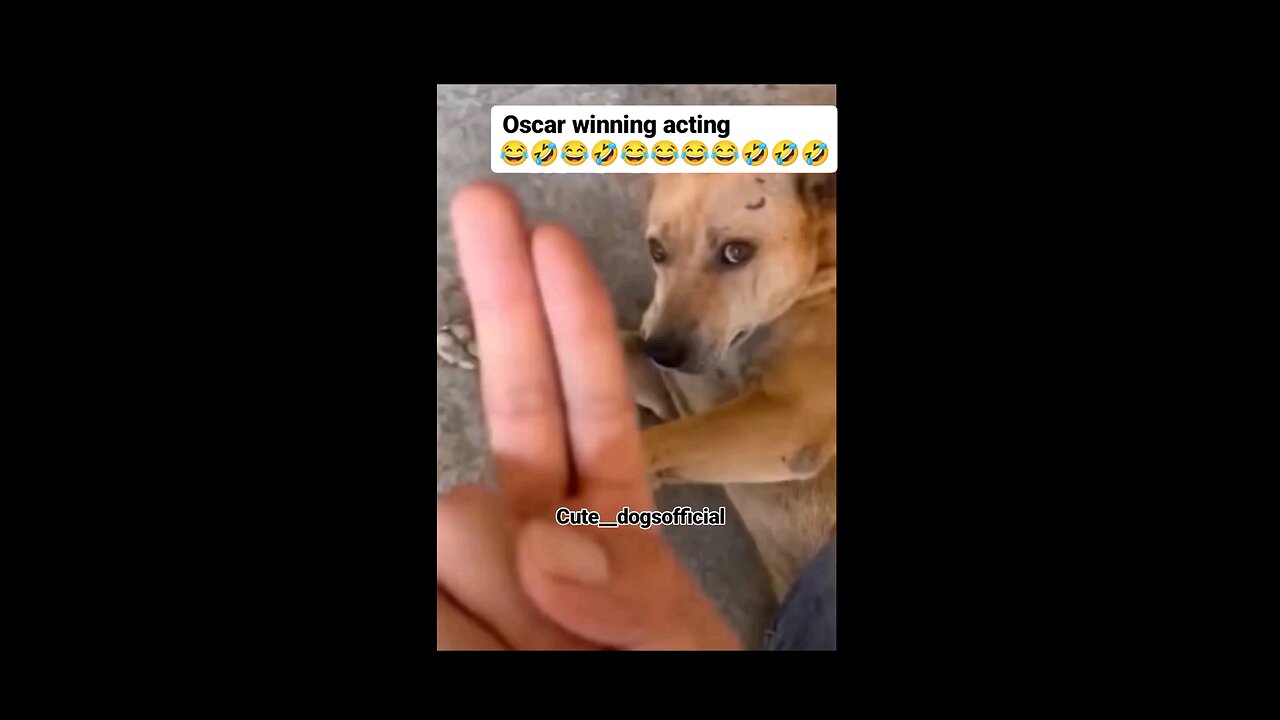 Dog funny reaction video #trending #viral