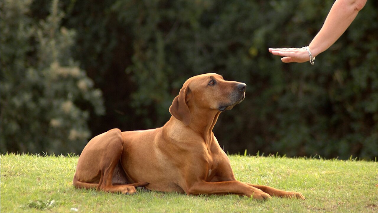 Guard Dog Training Step by Step!