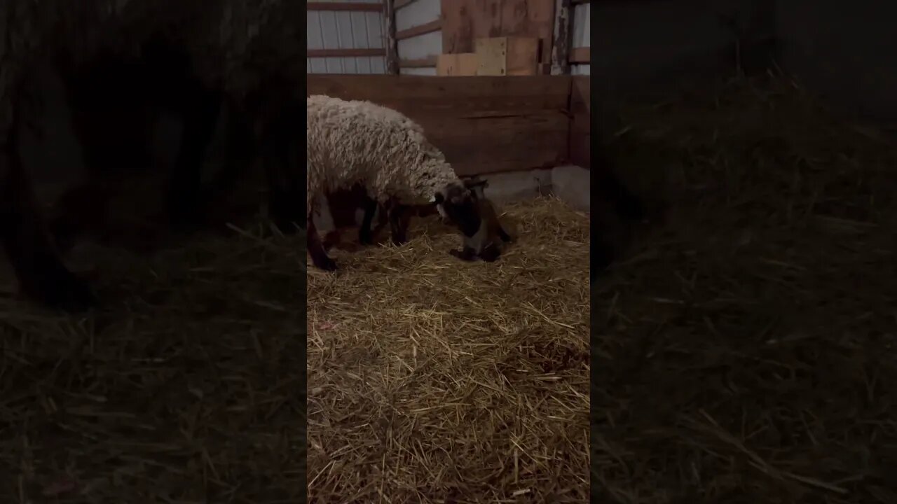 Surprise On The Farm Tonight! Baby Lamb 🐑 #babylamb #homestead #shorts