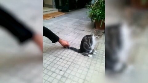 Funny cat 😽 vs Gun 🔫 - Funny Animals 😂 playing dead on finger shot Compilation