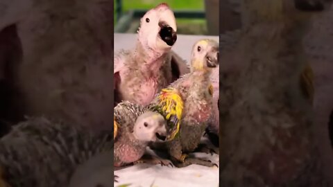 Cute Funny Looking Baby Parrots