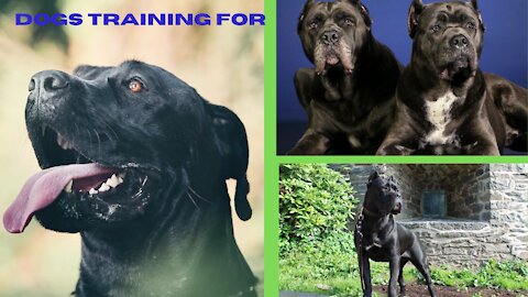 Dog training and tips for the makes brilliant your dog 🐶🐶🐶🐶🍗🍗🍗🍗