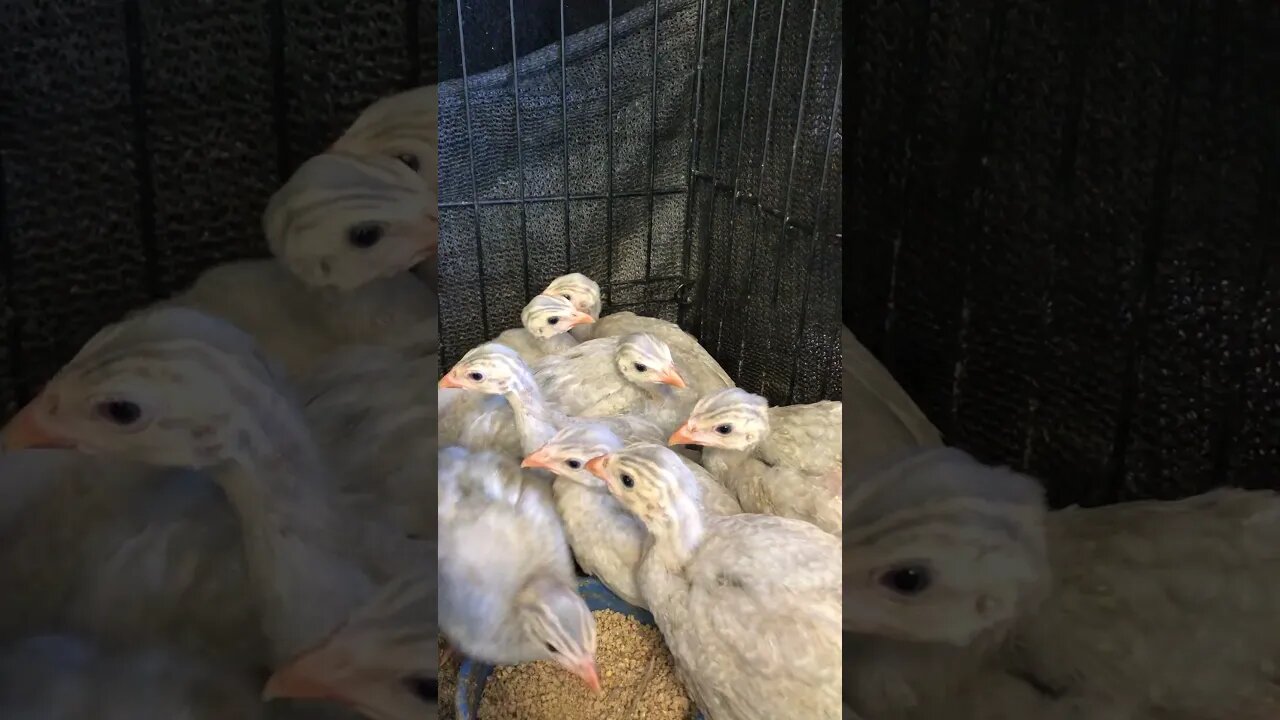 Lavender guinea fowl keets 4 weeks old