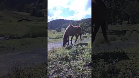 Brumby grazing 💕