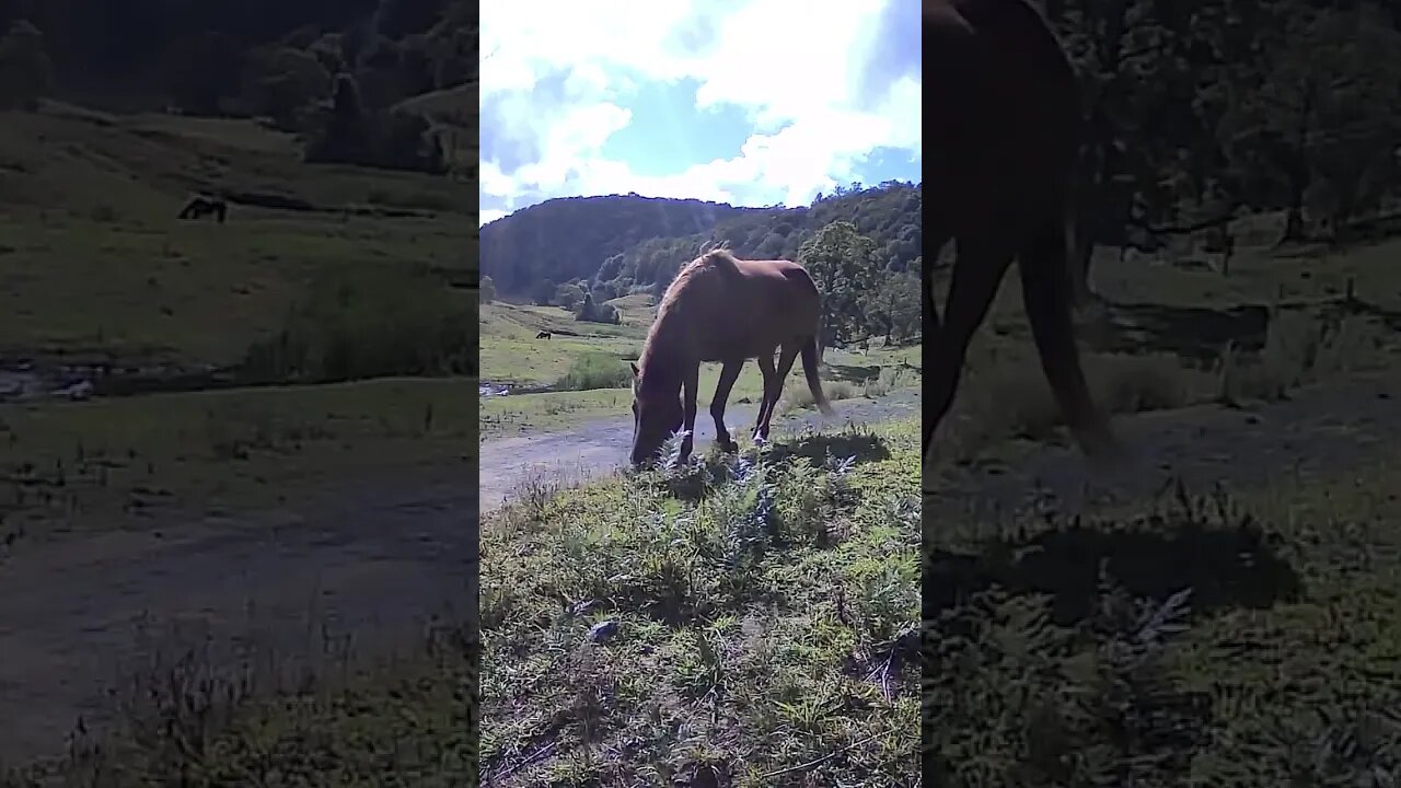 Brumby grazing 💕