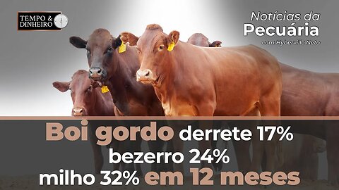 Boi gordo derrete 17%, bezerro 24%, milho 32% em 12 meses. Hyberville Neto explica as quedas