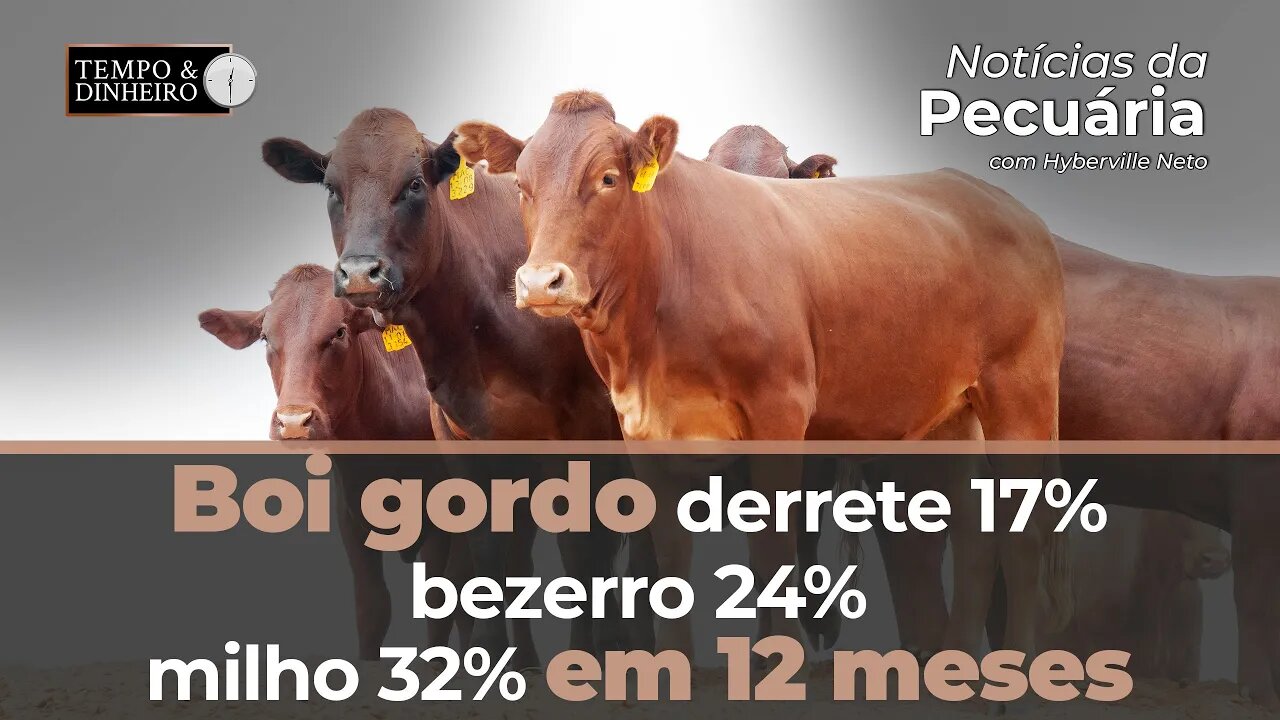 Boi gordo derrete 17%, bezerro 24%, milho 32% em 12 meses. Hyberville Neto explica as quedas