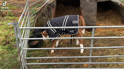 Calf jackets