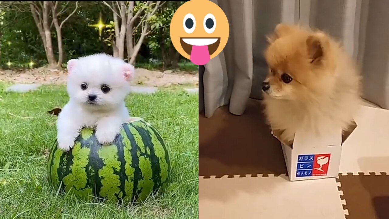 Baby dogs cute and funny dogs cute puppies 🐕🐶