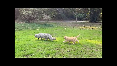 Mother cat training her kitten how to catch a bird and kitten is so excited