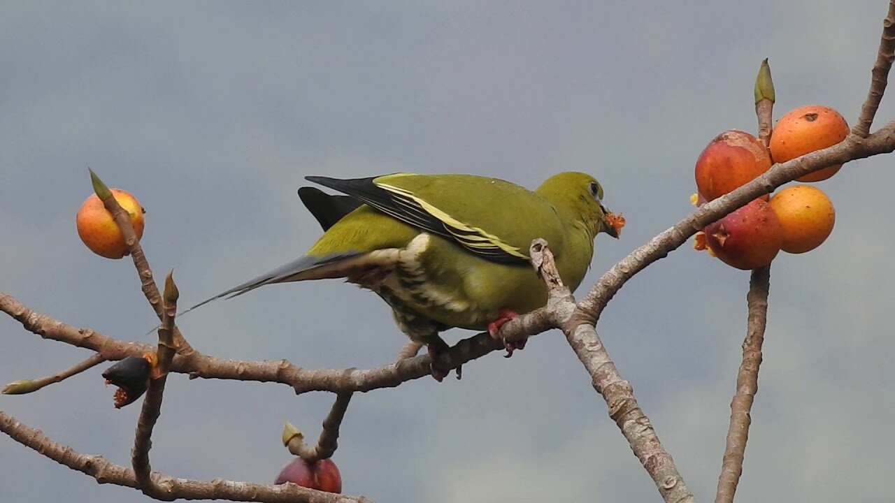 GREEN SCREEN Dove birds Flying effects HD No copyright | chroma key dove pigeon