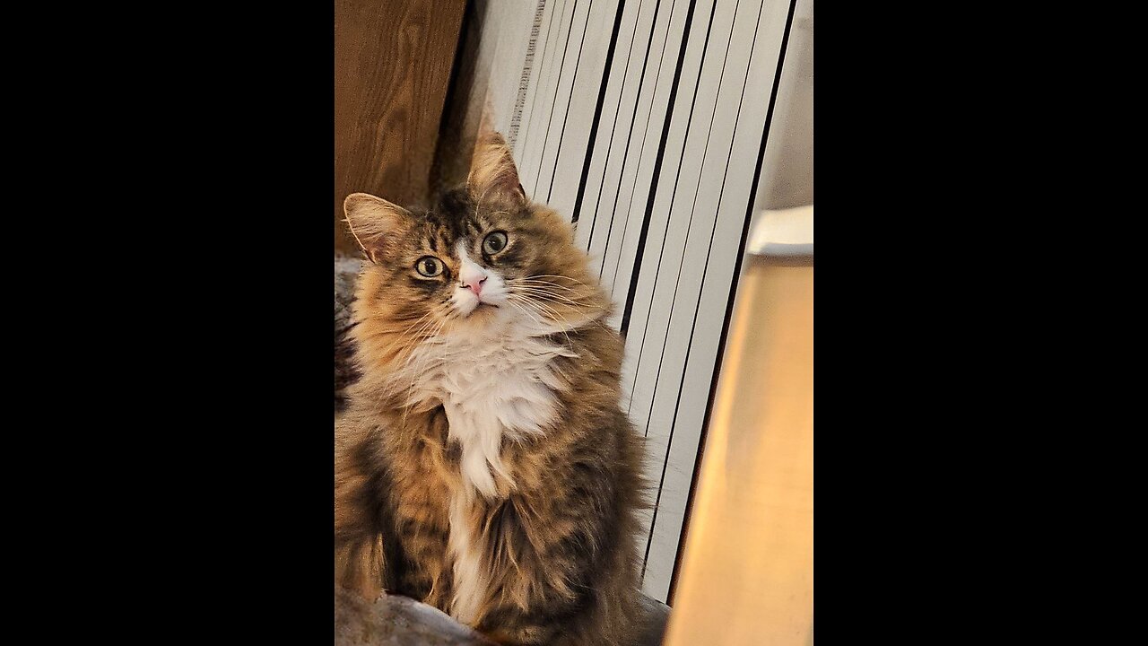 Petunia And Her Ring (Featuring Petunia The Norwegian Forest Cat)