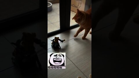 年輕人不講武德拿刀偷襲🤣＃Shorts＃cat#貓
