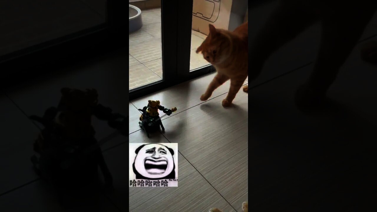 年輕人不講武德拿刀偷襲🤣#Shorts#cat#貓