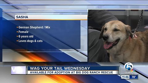 Help Sasha and Christopher find a "FUR"ever home