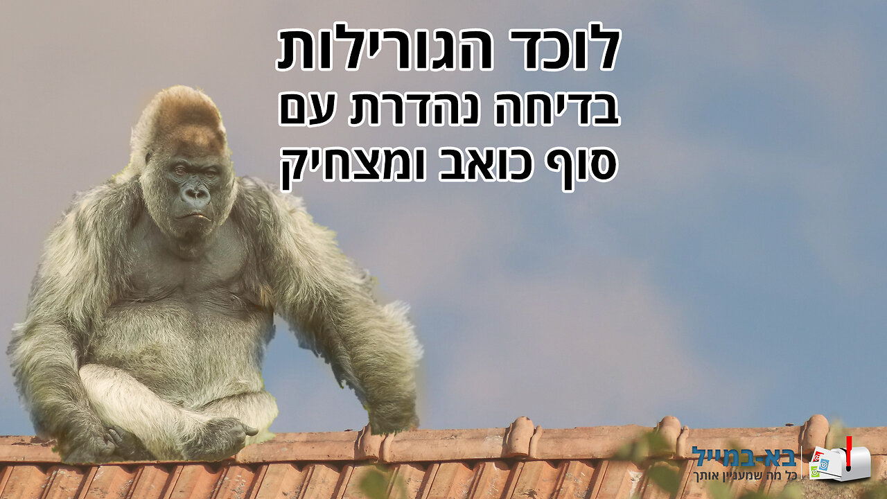 לוכד הגורילות - בדיחה נהדרת