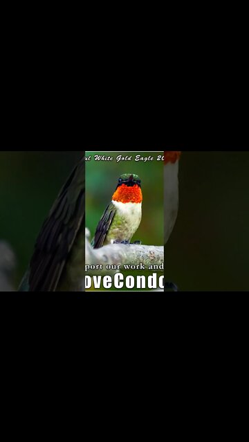 Pure Golden 🌄 awakened ones of the multiversal central sun of eternity ✨️