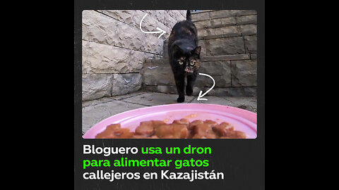 Bloguero de Kazajistán crea dron para ayudar a gatos callejeros