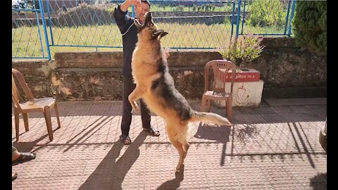 German Shepherd enjoying the food ! Dog Playing!