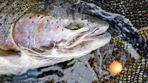 Bead Fishing for Steelhead with Nick Popov.