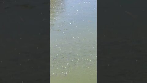 Tiny little fish