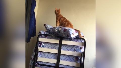 Adorable Feline Loves Sitting On A Mattress