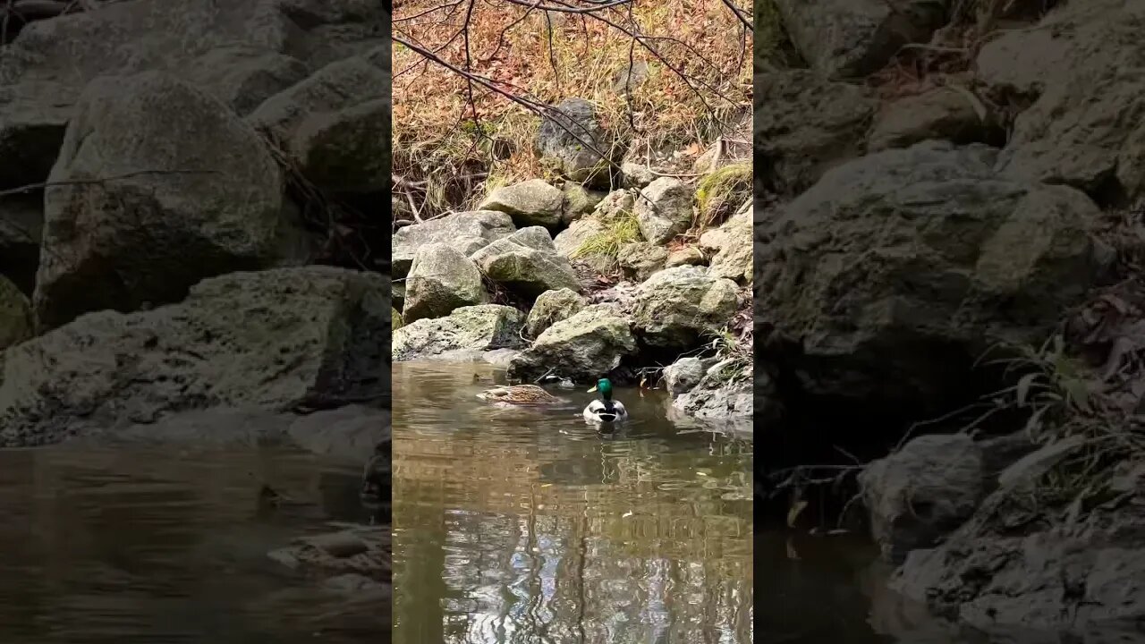 A male mallard duck on guard while female mallard duck eating food in Don River |Mallard Duck Couple