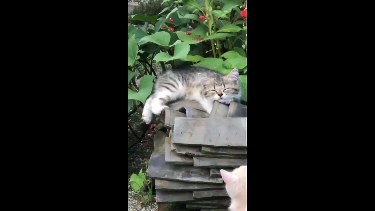 Funny_Animal_Videos_Of_The_Day_124!_😂😂_#memes_#dankmemes_#coub_#shorts(