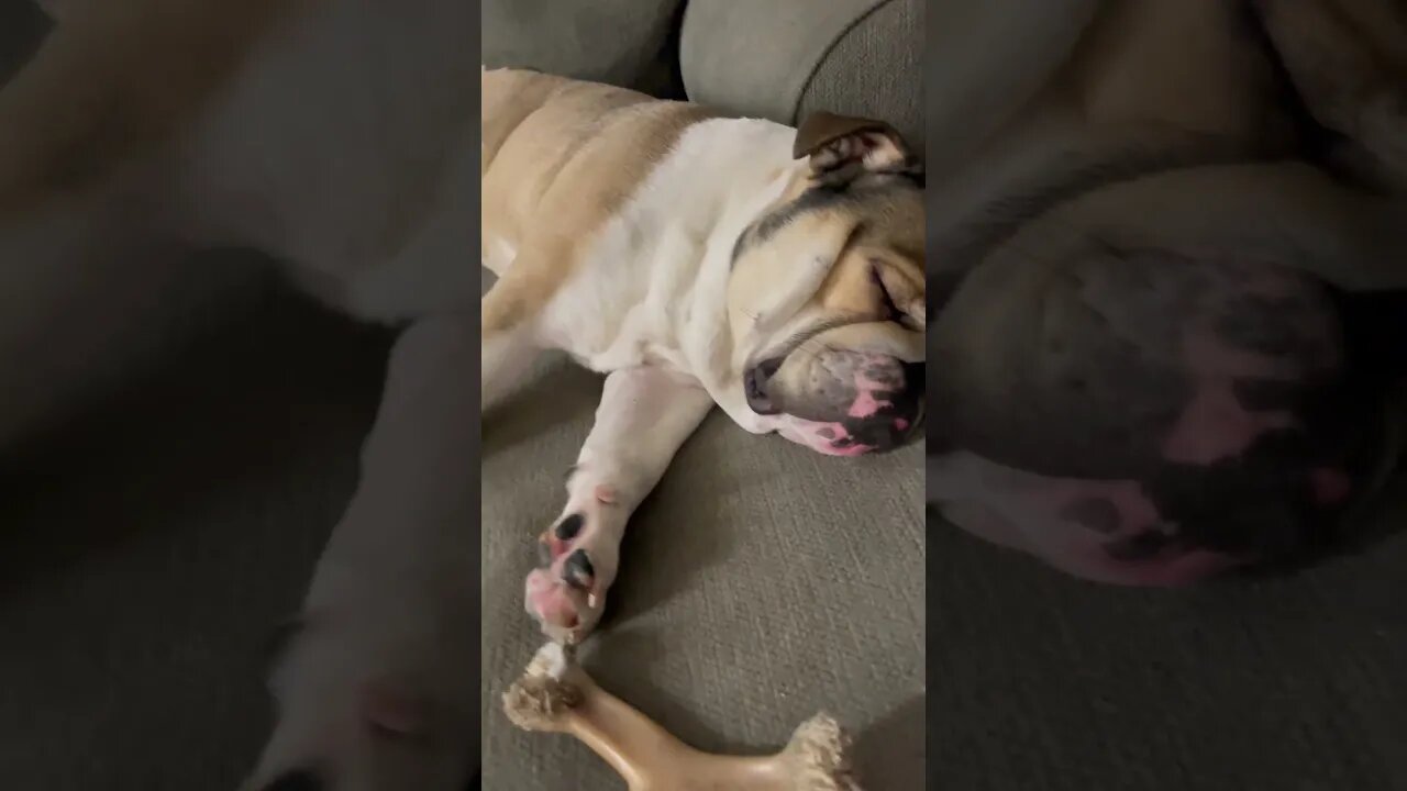 Long Long Day 😂 #englishbulldog