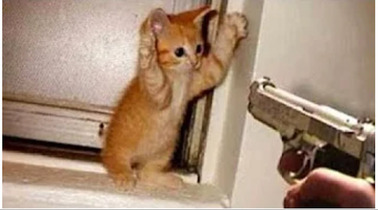 Funny and Cute Cat's Videos!!!!!!!!!!!!!!!!!!!!!!!!!