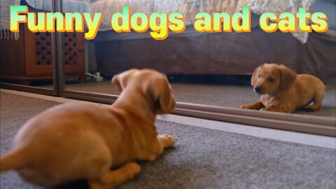 Dogs funny videos😂funny dog videos😂funny dogs😂Funny Animal Videos😂 try very hard to not laugh