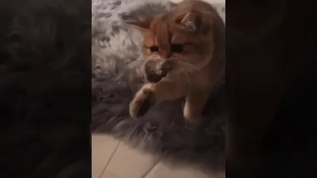 PLAYING CAT VIDEO MEAWWW