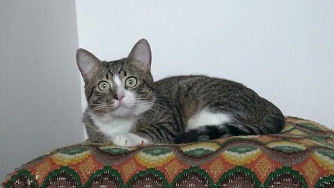 This Cat Watches Me Quietly