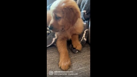 Faith- The Golden Retriever Puppy