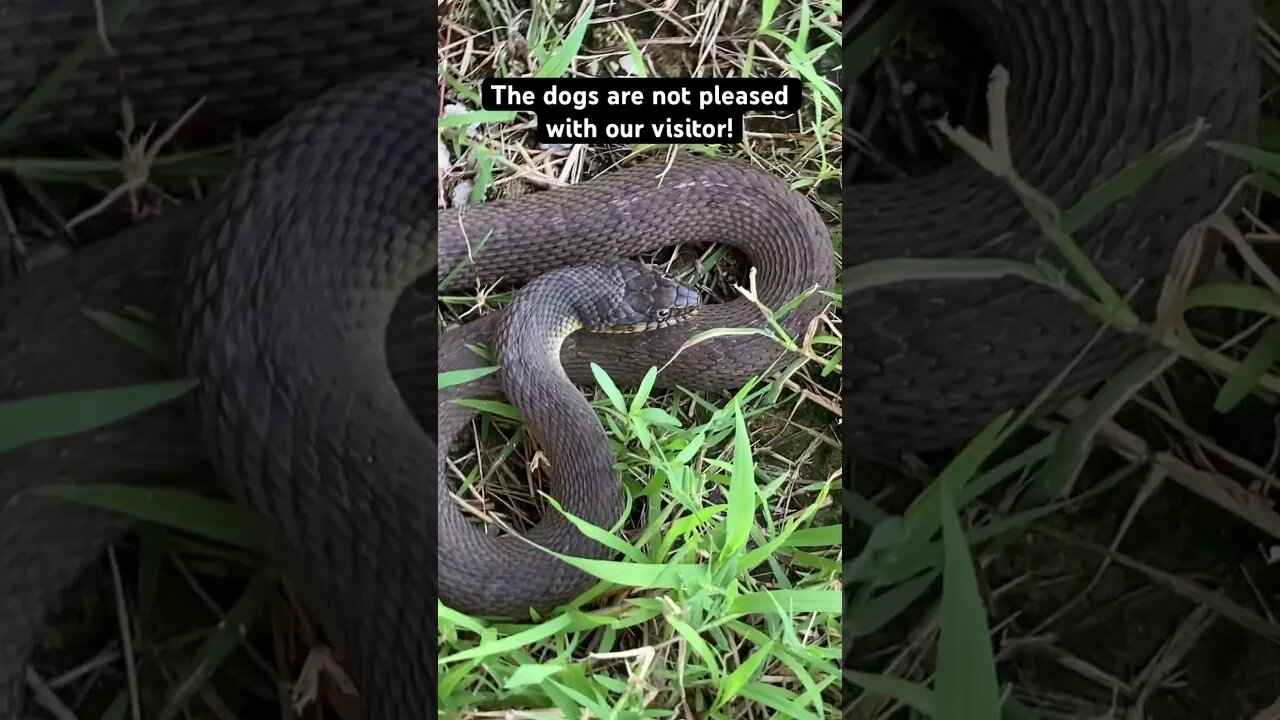 It’s the season for slithery homestead visitors! #homesteading #snake #watersnake